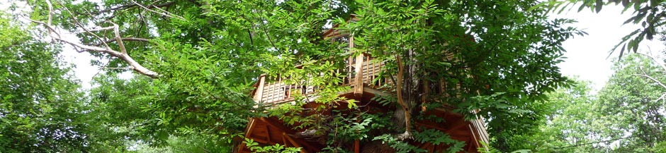 tree house from below