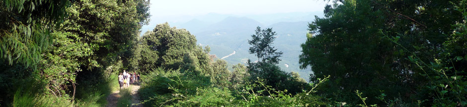 forests