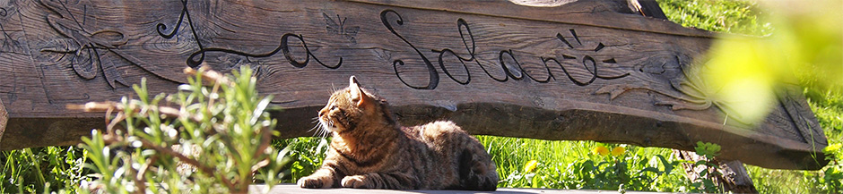 Bench in the sun